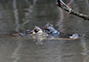 Caiman crocodilus